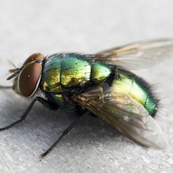 close up fly