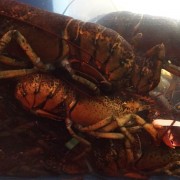 02-09-2015-lobsters